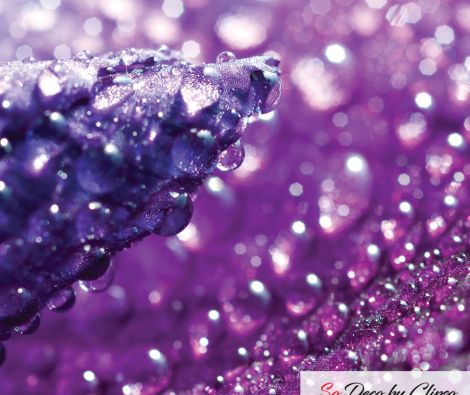 Clipso - MD - Strass Iris