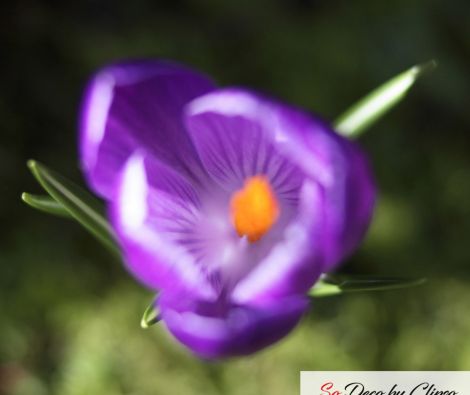 Clipso - AG - Overhead Crocus 1